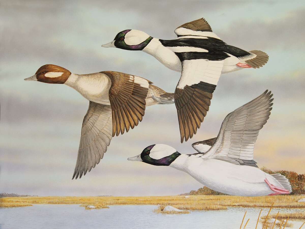 The Connecticut Department of Energy and Environmental Protection (DEEP) recently announced that prints of the 2019 Connecticut Migratory Bird Conservation Stamp, created by second time winner Jeffrey Klinefelter, are now available in limited quantity. There is a limited number of signed prints of Klinefelters depiction of buffleheads at Barn Island Wildlife Management Area in Stonington. The prints are $200 each, and all proceeds from the purchase of these stunning prints, as well as all funds collected from the sale of Migratory Bird Conservation Stamps, go into the Connecticut Migratory Bird Conservation Fund. This fund is used for the enhancement of wetland and associated upland habitats in our state.  Those interested in purchasing a print should contact DEEP Wildlife Division biologist Min Huang at min.huang@ct.gov or 860-418-5959.