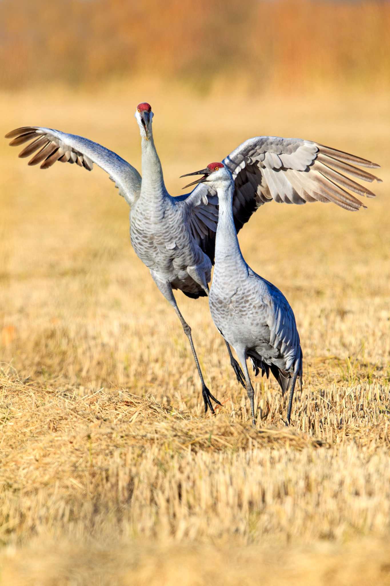 Birdwatchers flock to Lodi for majestic sandhill cranes - SFGate1365 x 2048