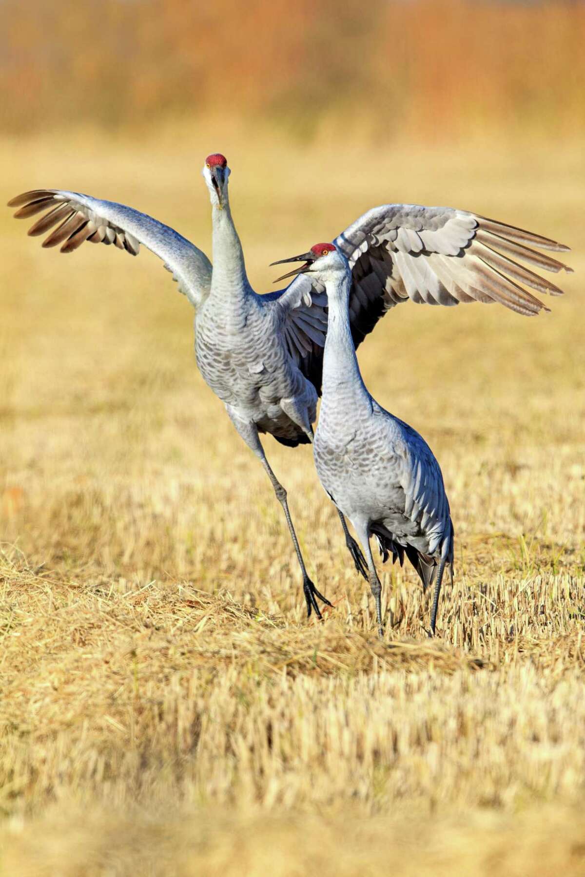 The cranes hunt in small family groups during the day.