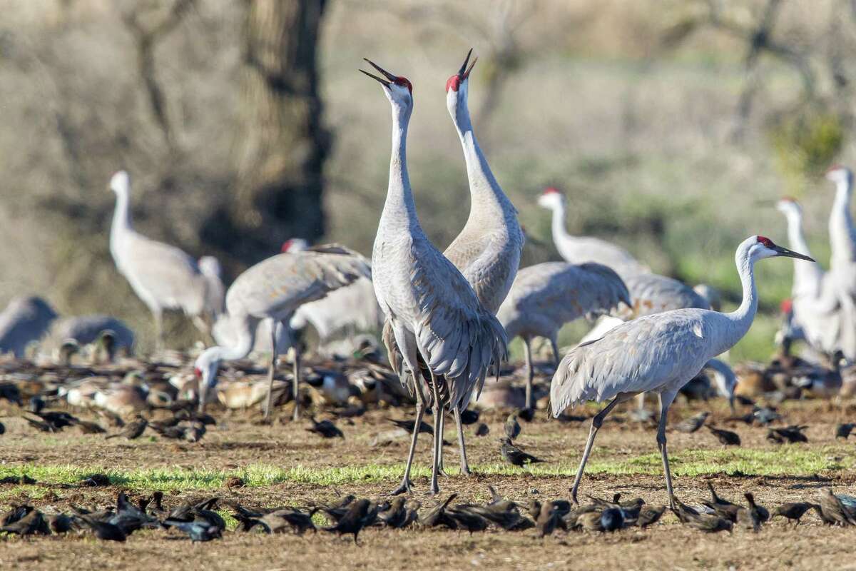 Every fall, 40,000 sandhill cranes flock to wetland preserves near Lodi for the winter.