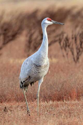 It Was Twilight And Sandhill Cranes >> Birdwatchers Flock To Lodi For Majestic Sandhill Cranes Sfgate It Was Twilight And Sandhill Cranes >> Birdwatchers Flock To Lodi For Majestic Sandhill Cranes Sfgate
