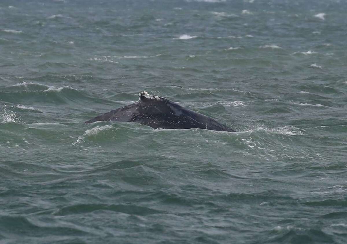 A humpback whale in a busy area of the San Francisco Bay narrowly avoided being hit by a cargo ship on Sept. 15, 2018.