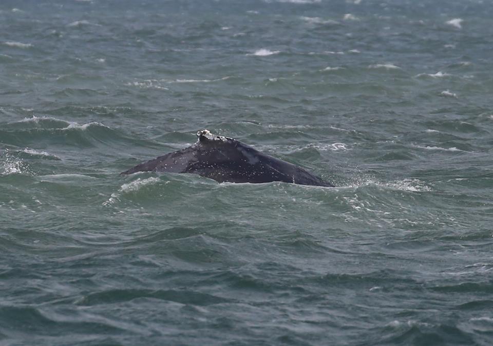 This woman called 911 on some humpback whales in the water. No, seriously.