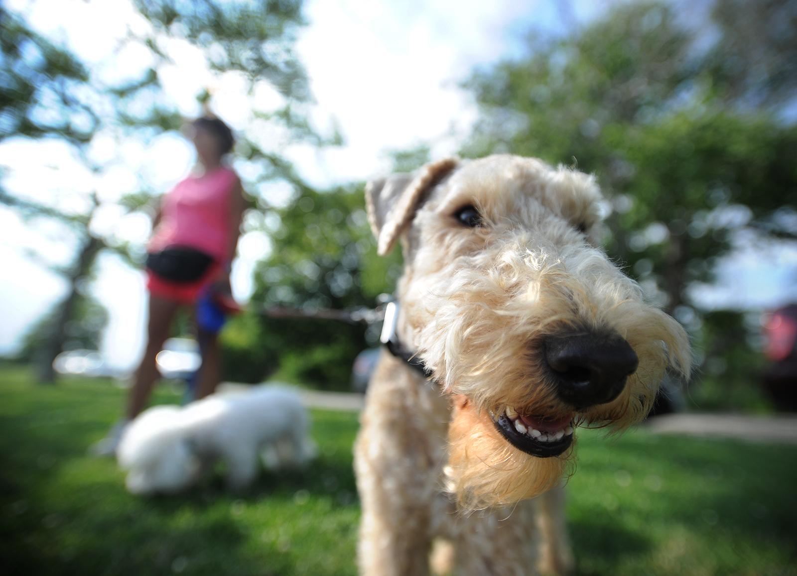 Bridgeport’s Wheeler Dog Park ribbon cutting postponed