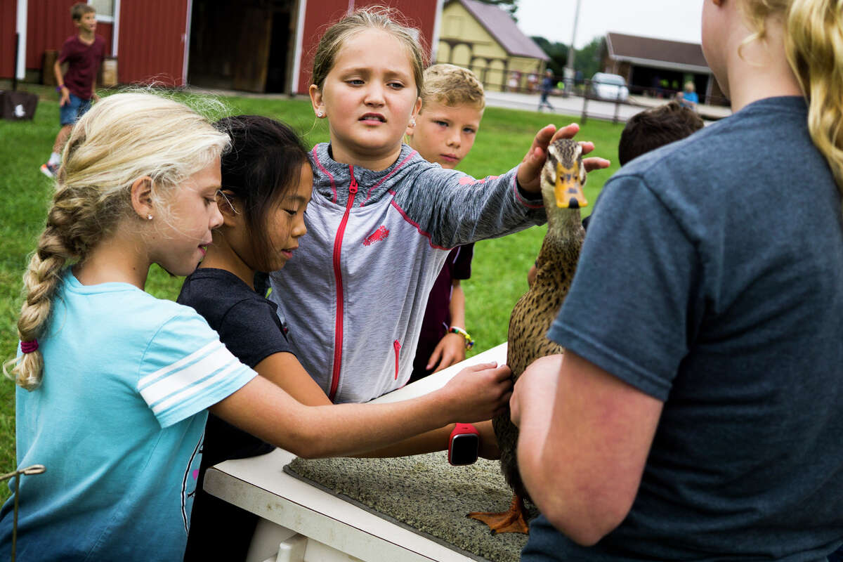 From left, Bella Kroll, 9, Lauren Huang, 9, and Shae Boverhof, 9, pet a duck during the annual farm tour at the Laurenz Farm on Tuesday, Sept. 18, 2018. (Katy Kildee/kkildee@mdn.net)