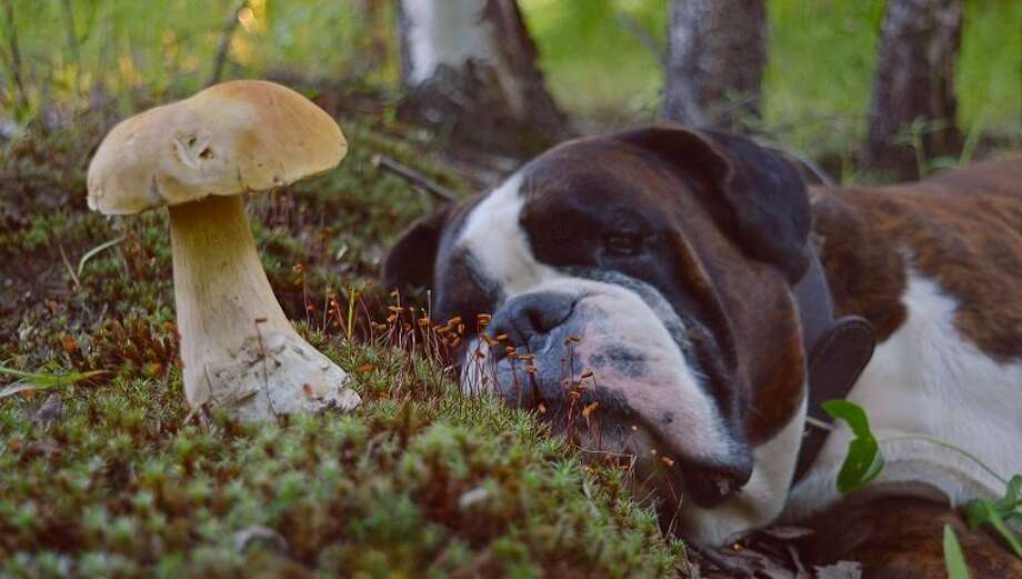 Résultat de recherche d'images pour "mushroom dog"