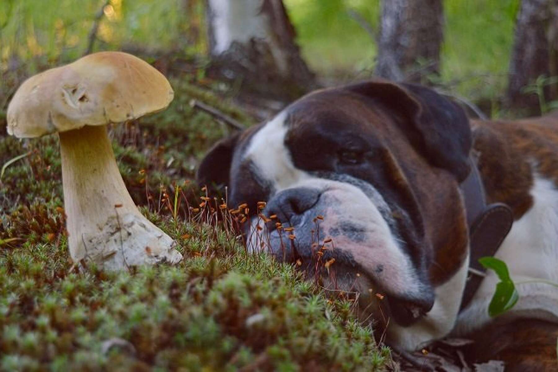 champignon mushroom for dogs