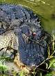 Livingston, Texas mayor, Judy B. Cochran, killed a 12-foot, 580-pound alligator Sunday, Sept. 16, 2018.
It was in the same pond where her 5-year-old grandson hunted a beast in 2009.