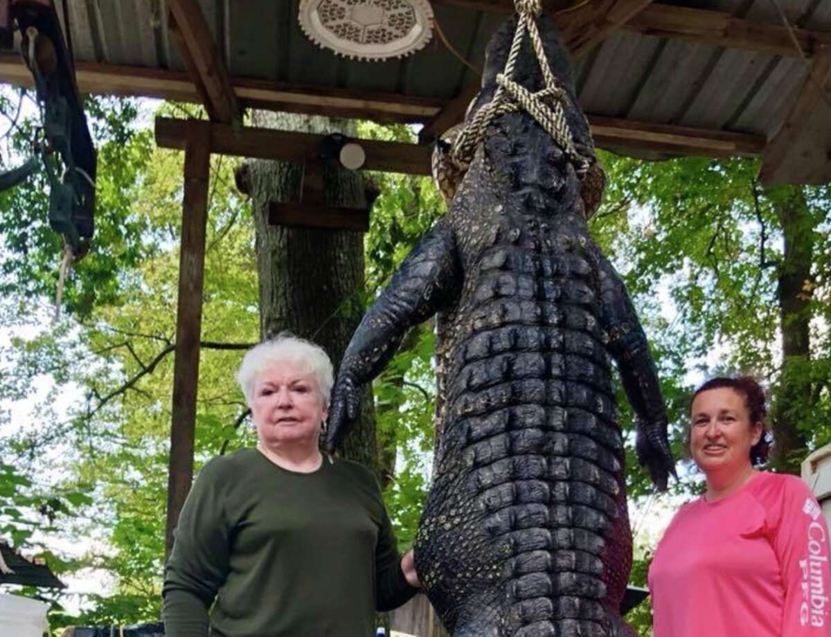 Great-grandmother and Livingston, Texas mayor, Judy B. Cochran, hunts  12-foot, 580-pound alligator