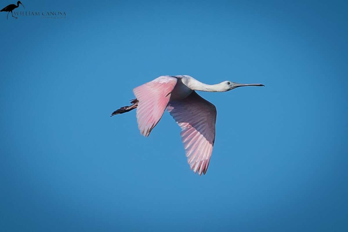 This rare subtropical bird called a Roseate Spoonbill was spotted in Milford and Stratford in September, 2018.