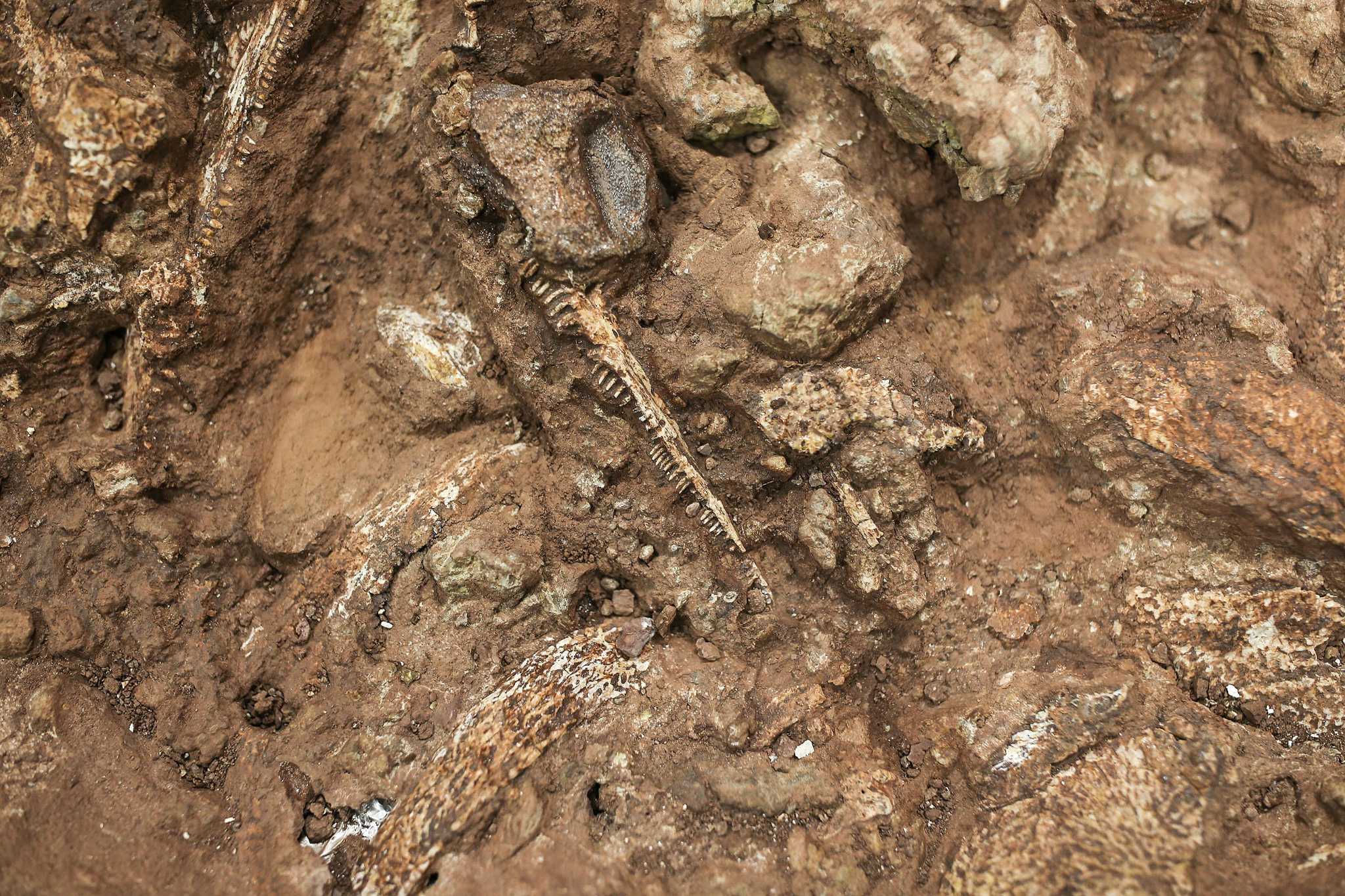 Zen and the art of fossil digging at the Houston Museum of Natural Science