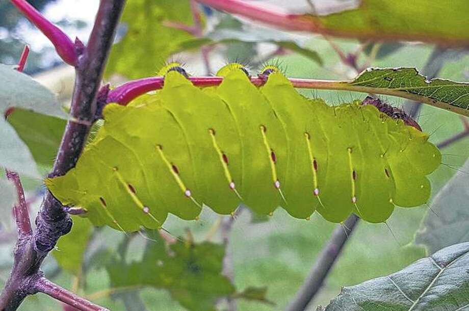 caterpillar emerge