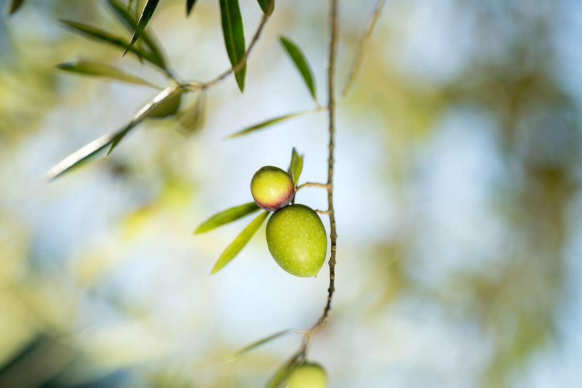 Olives rest on a tree at Round Pond Estate in Napa, Calif., on Saturday, Oct. 7, 2017.