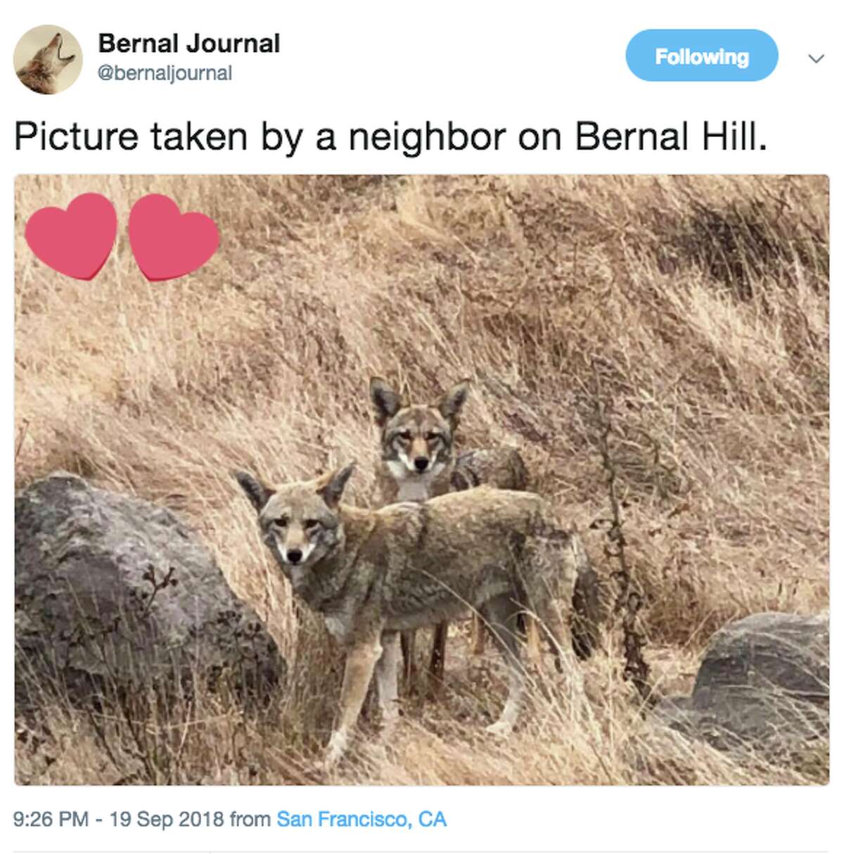 The Twitter account @bernaljournal shares an image on Sept. 19, 2018, of the two coyotes living on Bernal Hill in San Francisco's Bernal Heights neighborhood.