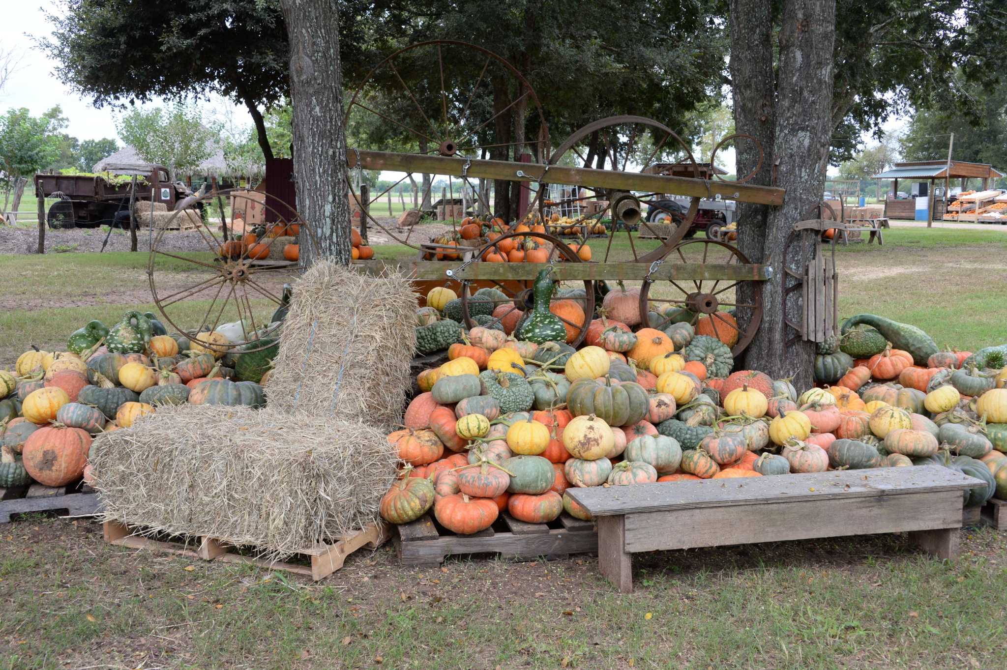 Local Pumpkin