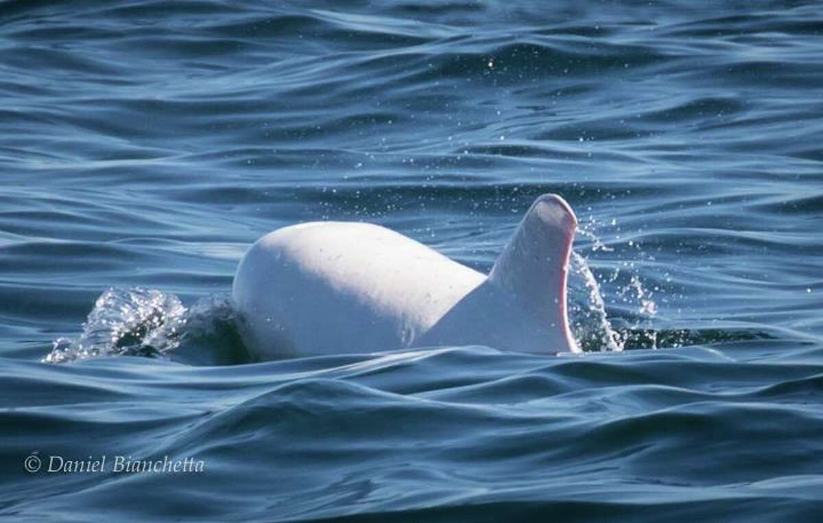Rare albino dolphin spotted in Monterey Bay