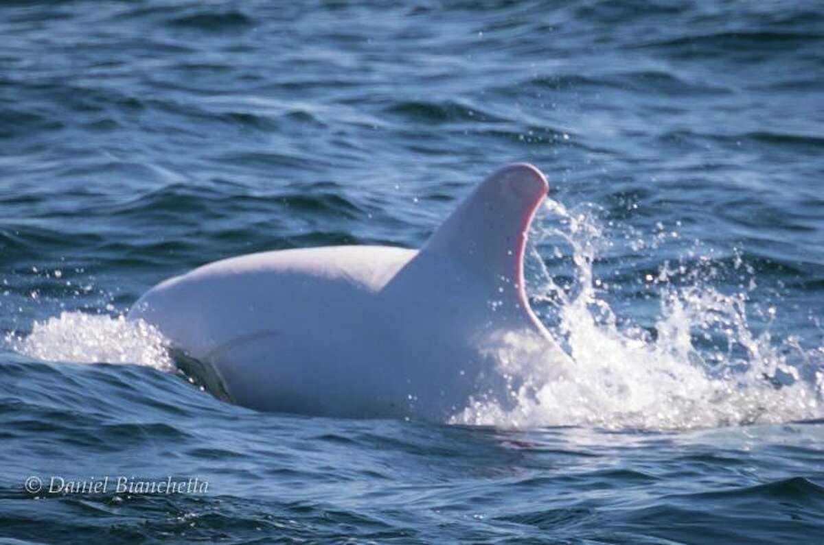 Rare albino dolphin spotted in Monterey Bay