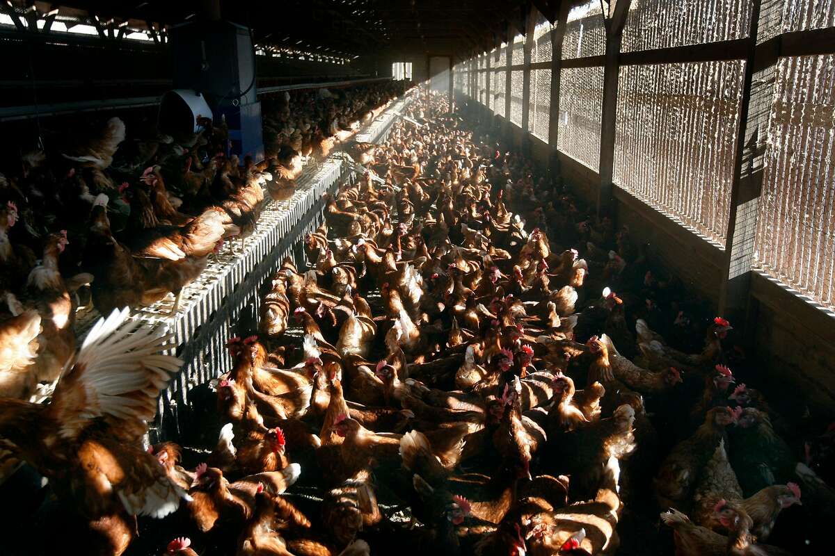 Chickens gather and lay eggs in an organic hen house at Sunrise Farms in Petaluma, Calif. on Wednesday, Aug. 25, 2010, which produces about a million eggs a day from a hen population of 1.2 million. No eggs produced in California have been recalled because the salmonella scare.