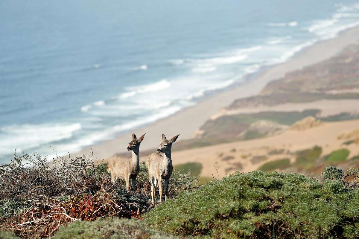 Off-leash dog in Point Reyes kills threatened Guadalupe fur seal, a ...