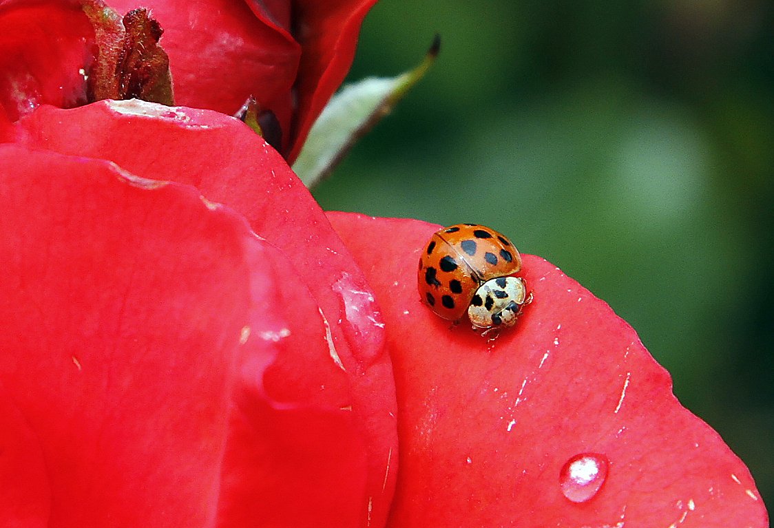 What to know about the ladybugs invading your house - CT Insider
