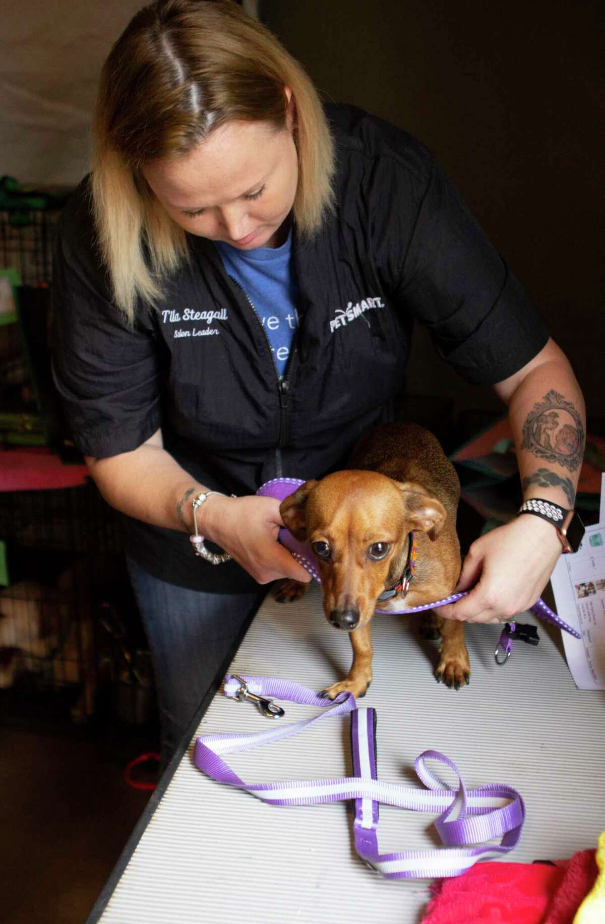 PetSmart salon leader Tina Steagall prepares daschund mix Addie for the runway before the Doggies and Divas Dinner and Fashion Show Saturday, Sept. 22, 2018 at Cedar Lodge Restaurant and Event Hall. This year’s Doggies and Divas event is set for Oct. 30 at April Sound.