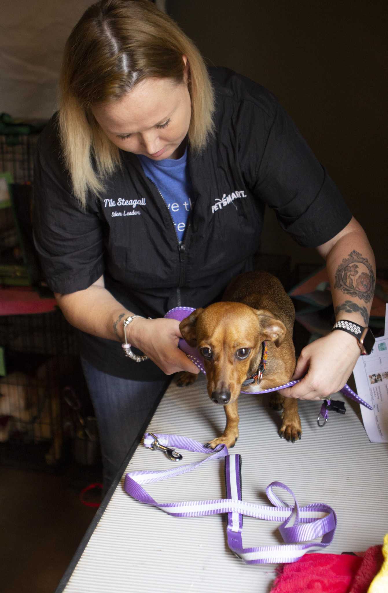 Peggie Miller: 'Doggies and Divas' a chance to help animals in need - Vimarsana News