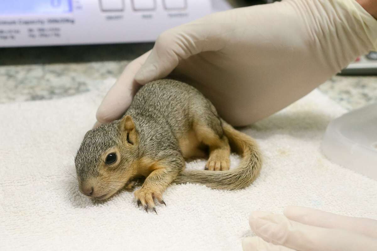 Passionate volunteers help San Antonio area wildlife clinic care for