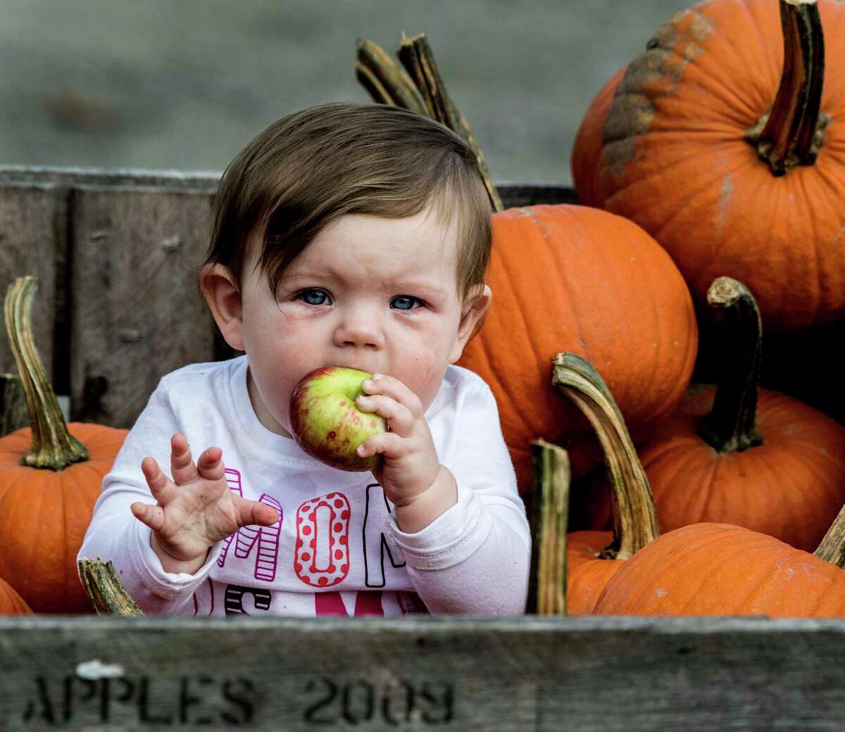 Grace Donahue, 11 months, of Queensbury sinks her tiny teeth into an apple at the Saratoga Apple Farm on Monday, Sept. 24, 2018, in Schuylerville, N.Y. (Skip Dickstein/Times Union)