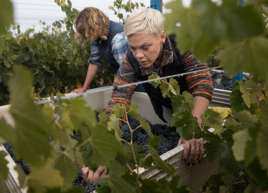 Alecia Moore looks for leaves in a bin of harvested grapes at her vineyard, Two Wolves Estate Vineyard, on Monday, Sept. 24, 2018 in Santa Ynez, Calif. Photo: Russell Yip / The Chronicle