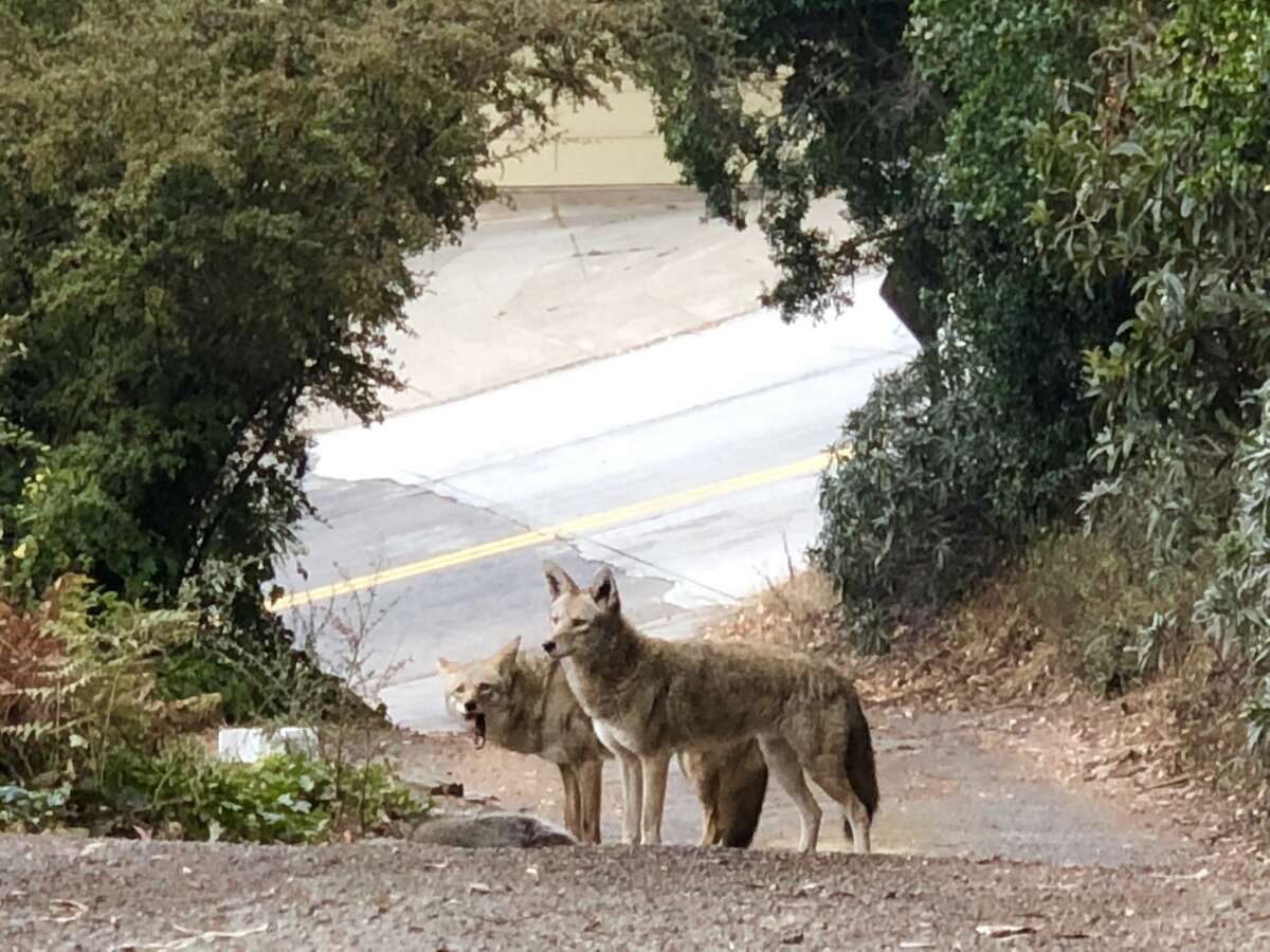 A pair of coyotes feasting on a raccoon in San Francisco's Bernal Height's neighborhood in September 2018. "Although the male wouldn’t let the female eat," says Jane Wattenberg who took the photo. "He growled and chased her (lightly) away when she attempted a morsel."