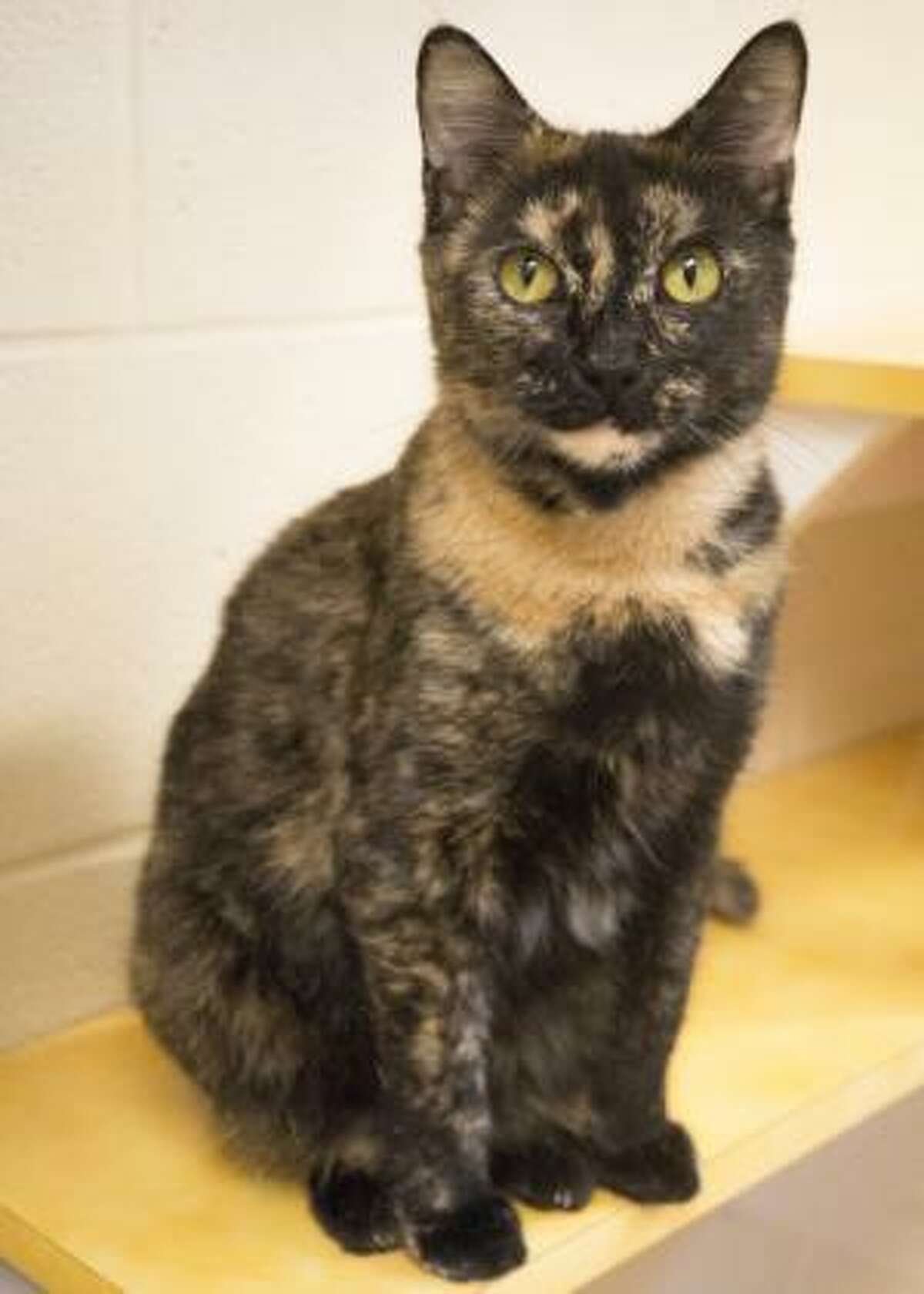 Prudence is waiting at the Connecticut Humane Society for a home of her own.