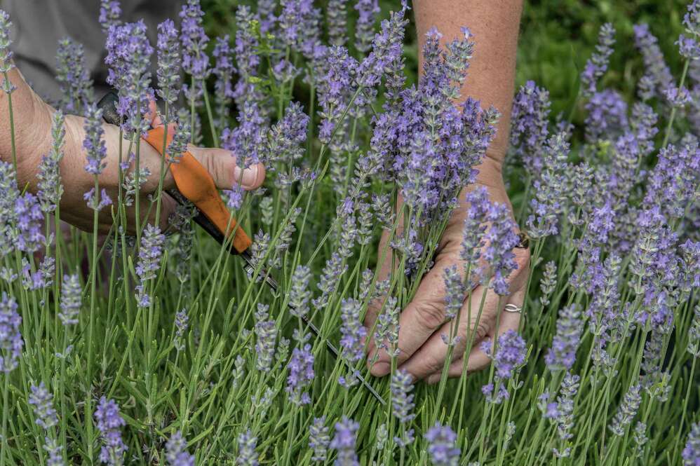 Buy English Lavender Plants  American Plant Exchange –  AmericanPlantExchange