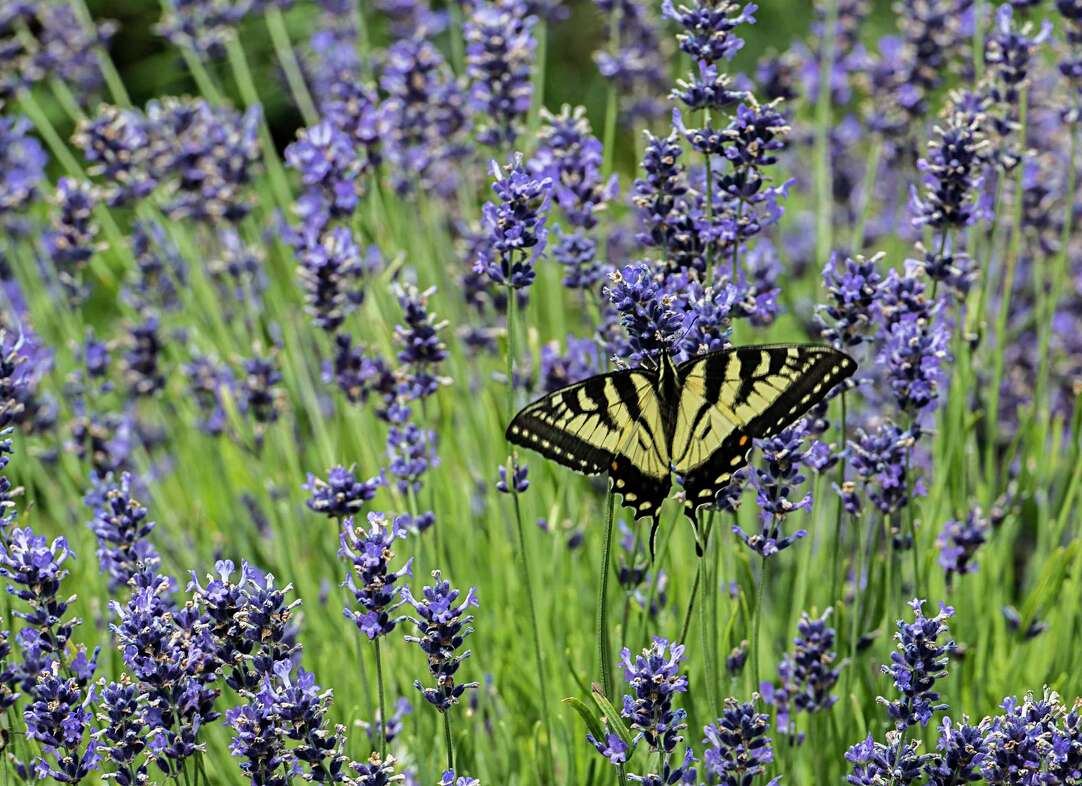 Lavender Bud Sachet - Lavenlair Farm