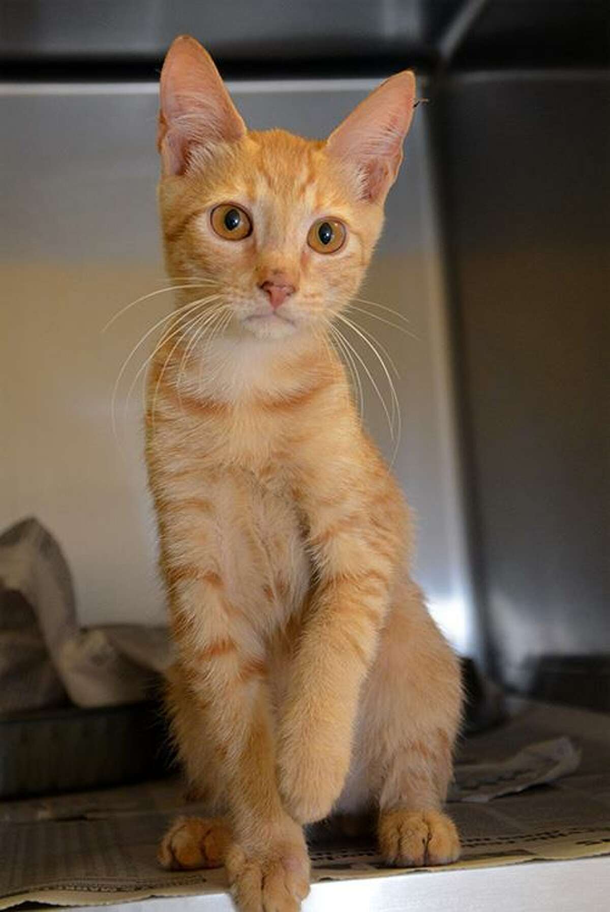 Pet adoption fees waived, reduced to $1 in San Antonio ...