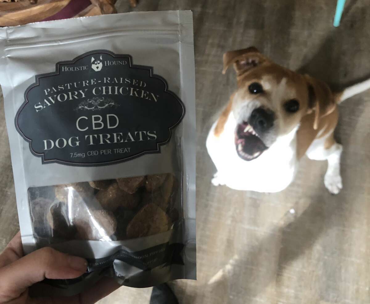 My dog admires a bag of Holistic Hound CBD dog treats.
