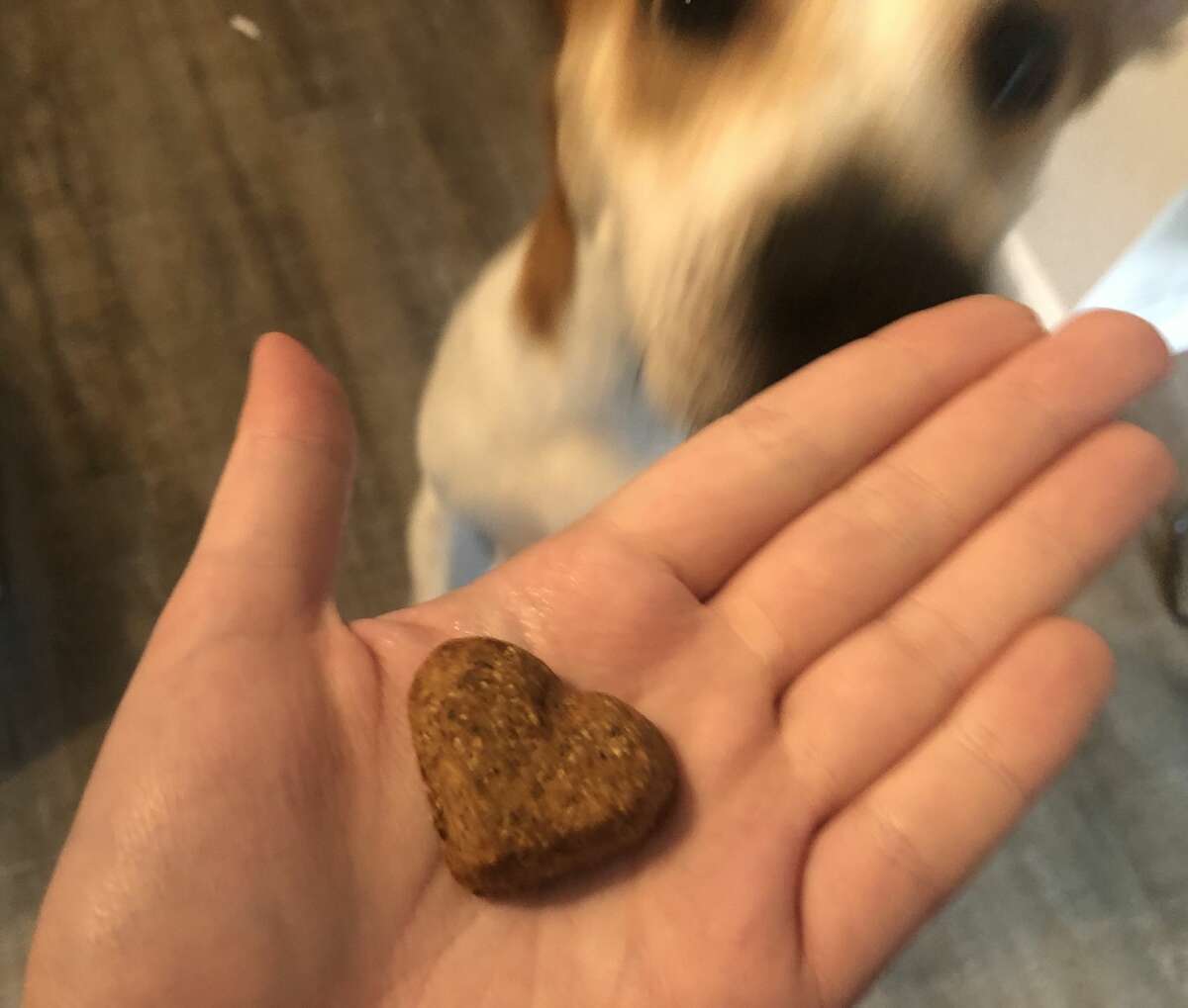 my dog ate a whole bag of dog treats