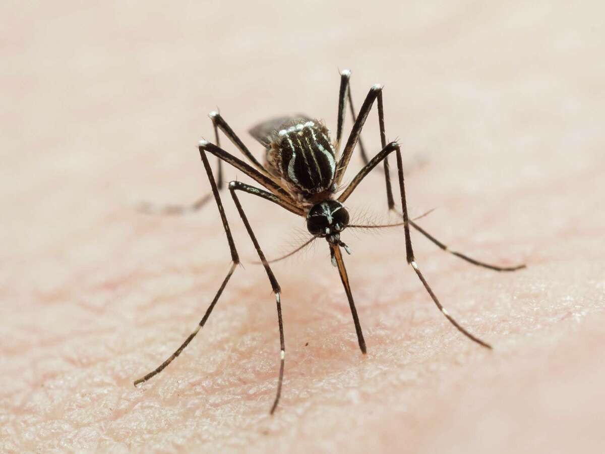 So far this year, 21 counties in Texas, including Bexar County, have reported a trace of the West Nile Virus within livestock, humans, or mosquitoes, according to data from the Texas Department of State Health Services.