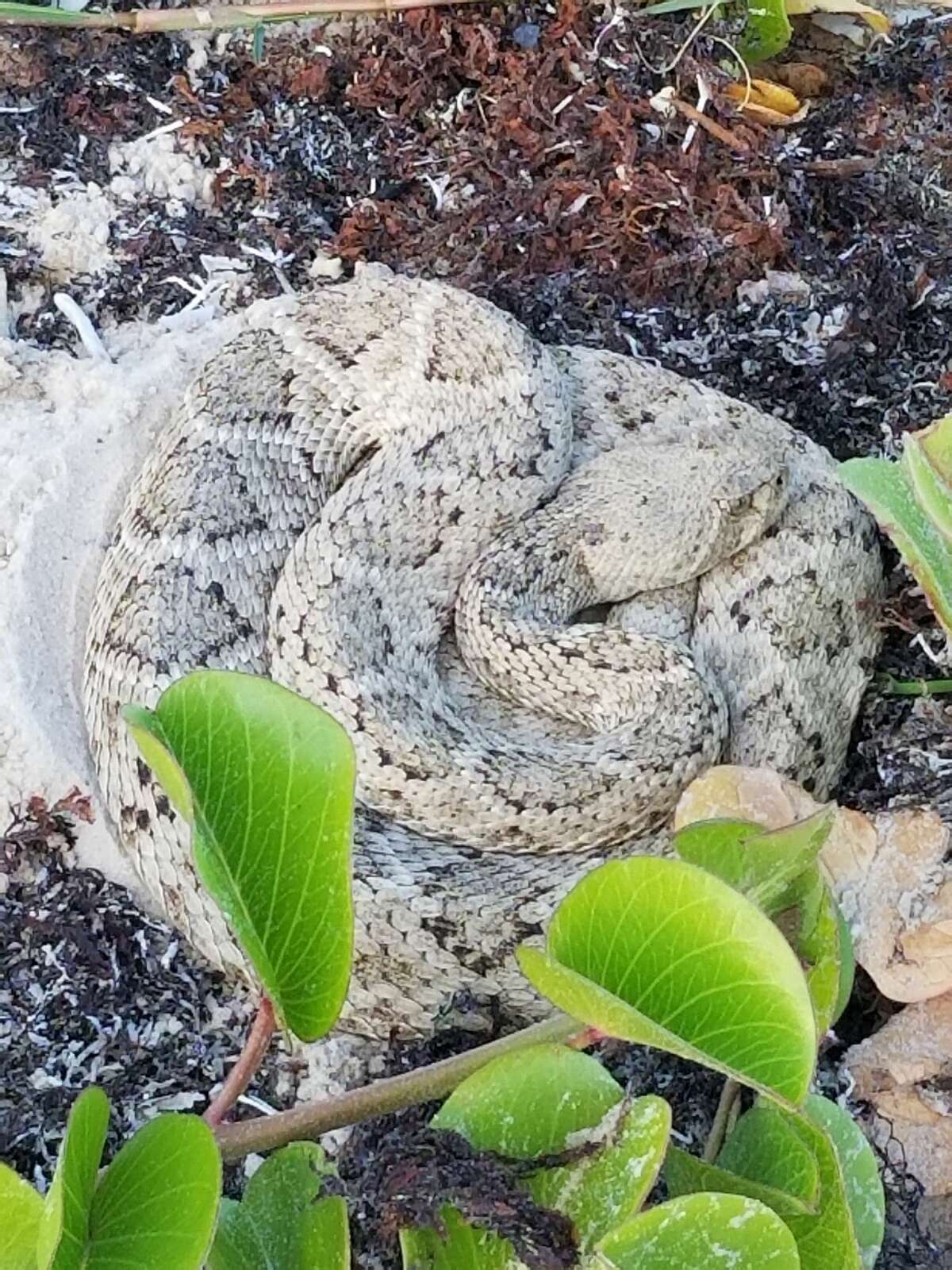 Padre Island National Seashore issues warning as photos show white