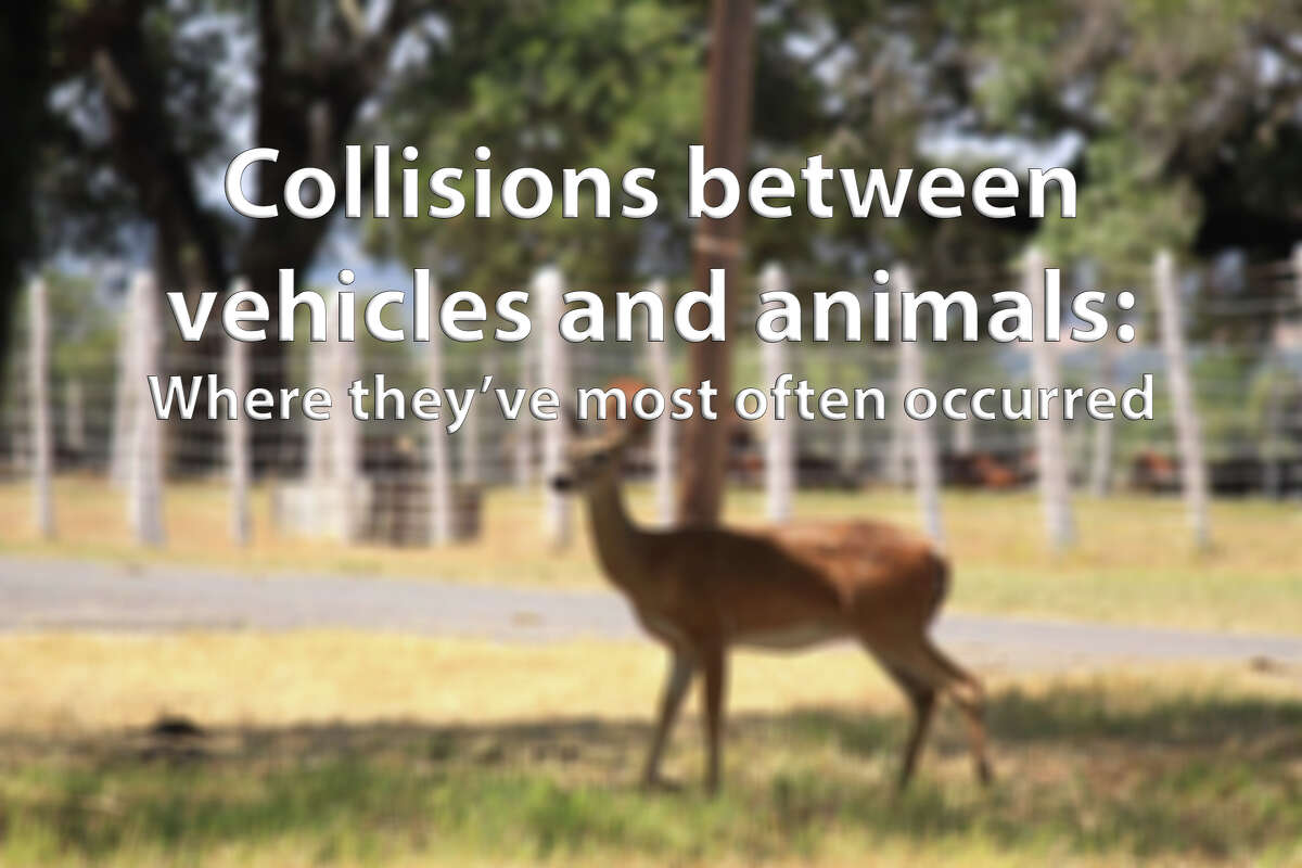 Since 2012, more than 6,000 collisions have occurred between vehicles and animals on San Antonio roads. More than 200 of those have resulted in a fatality or suspected serious injury crash to a person involved. Click through the slideshow to see where the highest number of collisions have occurred.