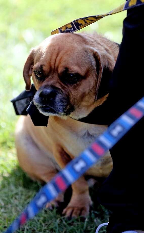 Dogs Of The Wagener Park Invitational Huron Daily Tribune