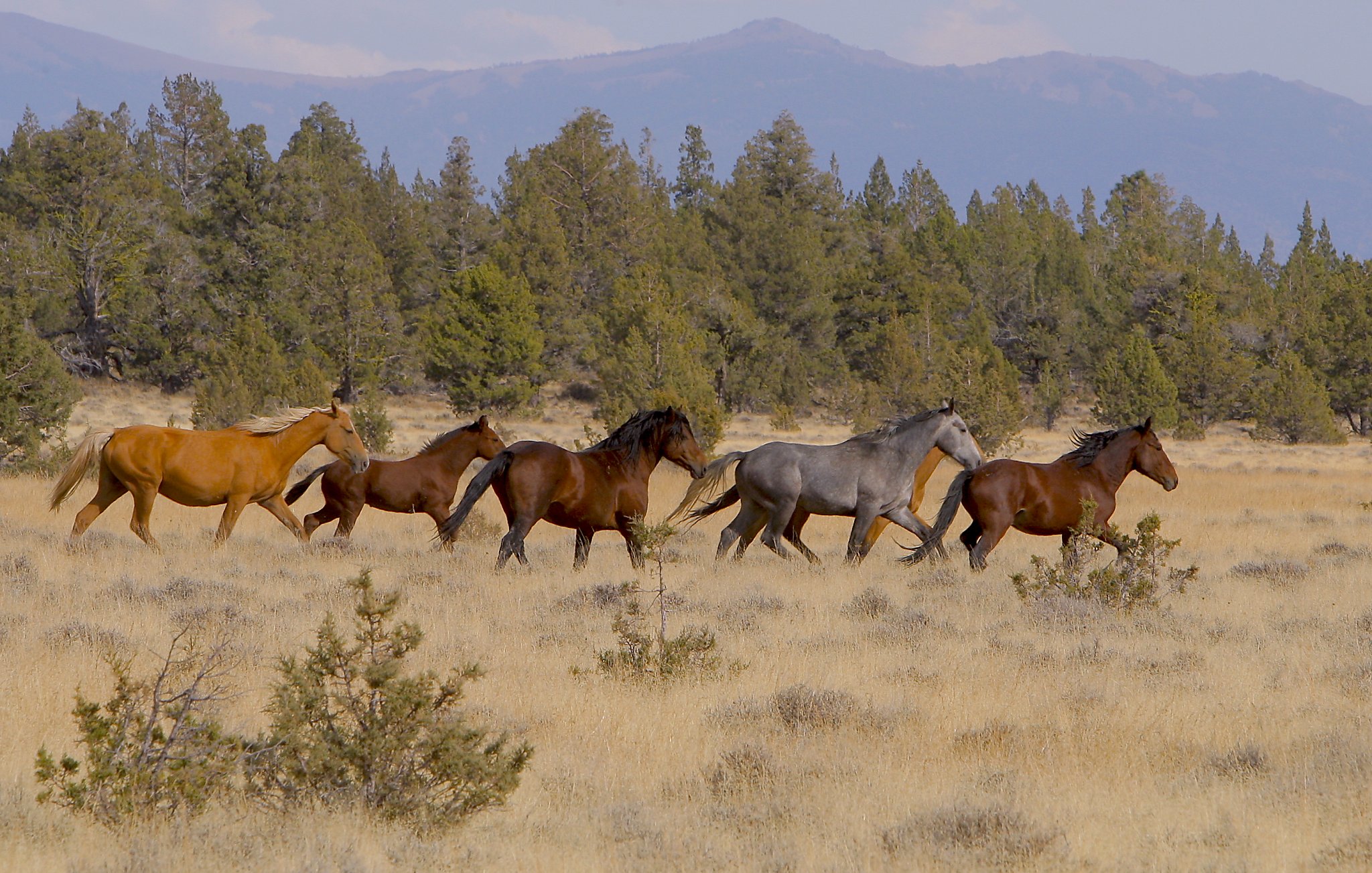 Roundup Of 1 000 Wild Horses To Begin In Remote Northern California