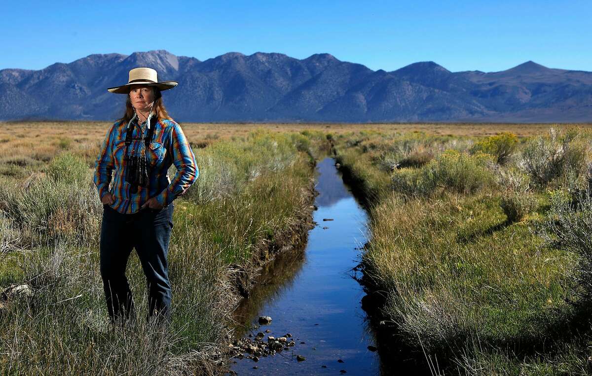 Susanna Danner, Land Conservation Program Director for the Eastern Sierra Land Trust, stands next to a canal that diverts Sierra runoff onto pastures shared by cattle ranchers and a genetically distinct population of sage grouse. The bird is a candidate for listing as federally endangered species. The LADWP has announced controversial plans to stop providing irrigation water to land it leases to the ranchers, which could have adverse impacts on the areas ranching industry and threatens the survivability of the sage grouse, a bird that is a candidate for listing as a federally endangered species. (Mel Melcon/Los Angeles Times/TNS)