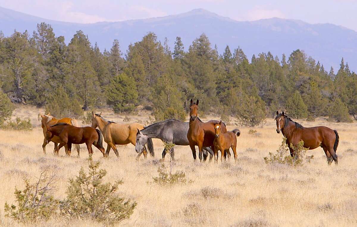 Roundup of 1,000 wild horses to begin in remote Northern California