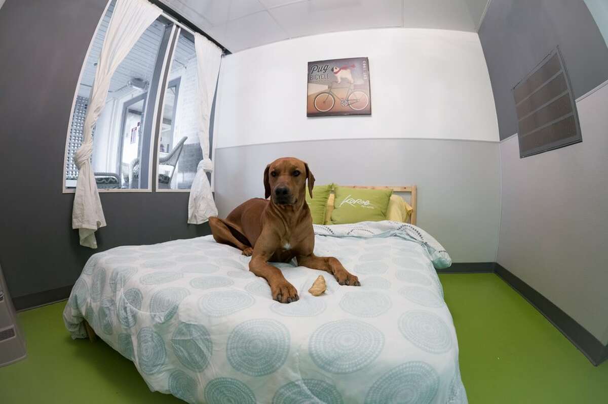 Katy special needs chihuahua with 'big personality, little body' warms