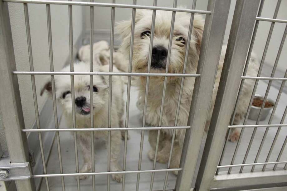 Spring-area realtors hosting dog adoption, fundraiser to ...