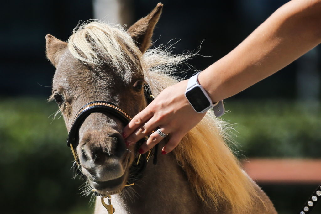 Yay or neigh? Alaska Airlines now allows miniature horses on flights