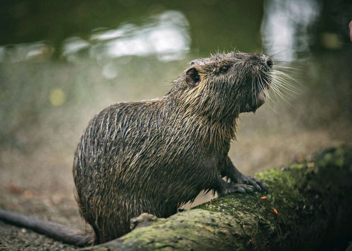 1 year and 410 nutria later, the war against California's giant swamp
