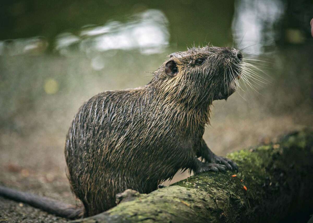 300th nutria killed in California as officials worry giant swamp rats ...