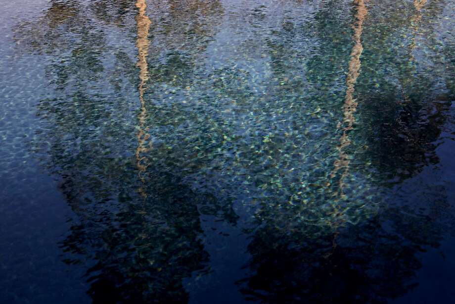 Trees are reflected in a pool at the home of Lance and Barbara Cottrell, in Santa Rosa, Calif., on Saturday, June 30, 2018. Photo: Yalonda M. James / The Chronicle