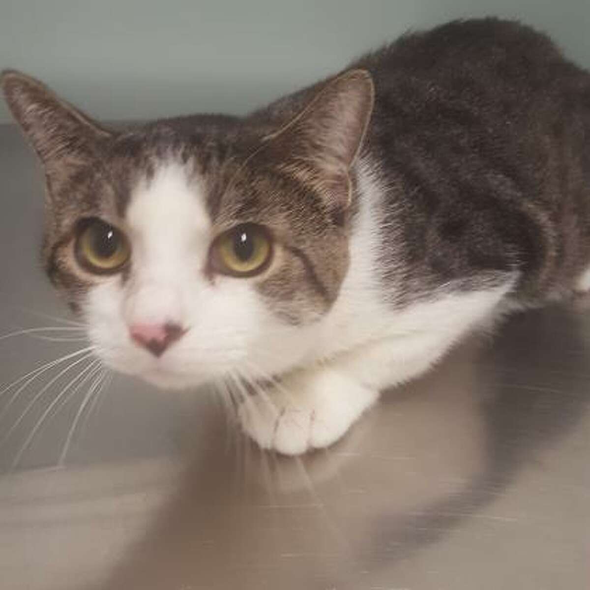 Photos Adoptable pets at the Mohawk Hudson Humane Society